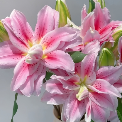 🌸 Lys Double Pétale – Où l'Élégance Rencontre le Parfum