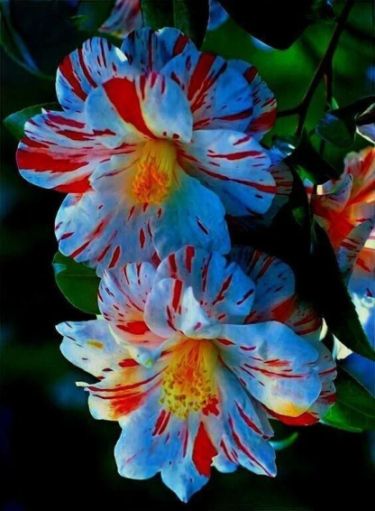 ?Blue & Red Hibiscus Flowers Seeds