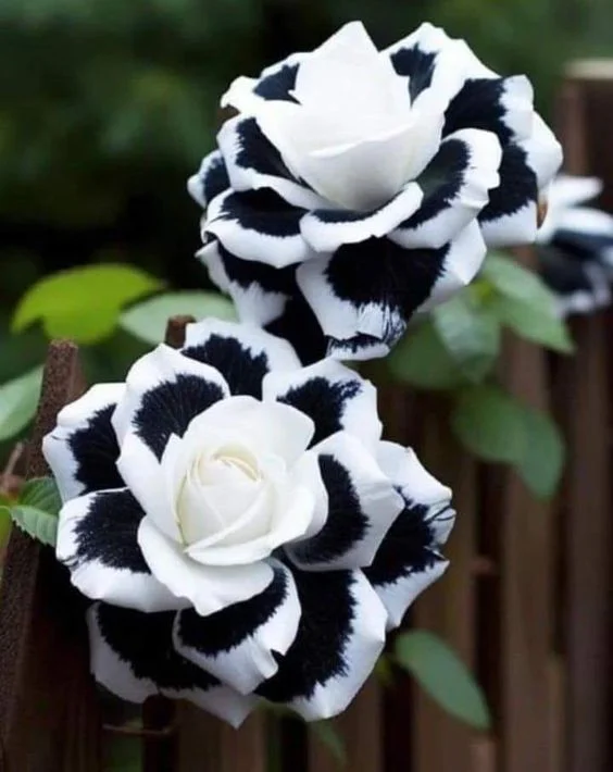 ?Rare White Heart Twin Rose 'Black & White'