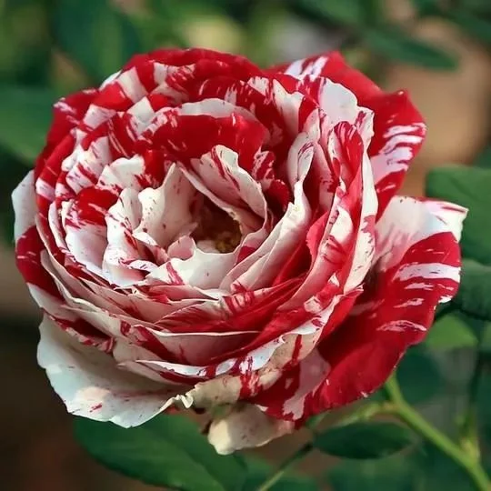 Rosa 'Variegata di Bologna'