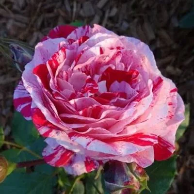 Rosa 'Variegata di Bologna'