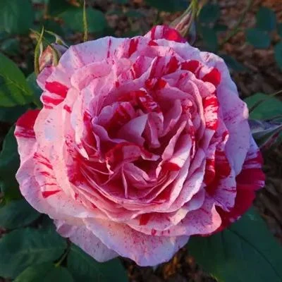 Rosa 'Variegata di Bologna'
