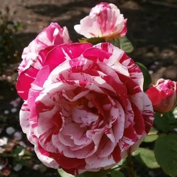 Rosa 'Variegata di Bologna'