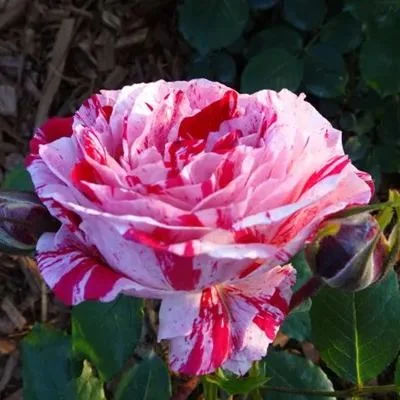Rosa 'Variegata di Bologna'