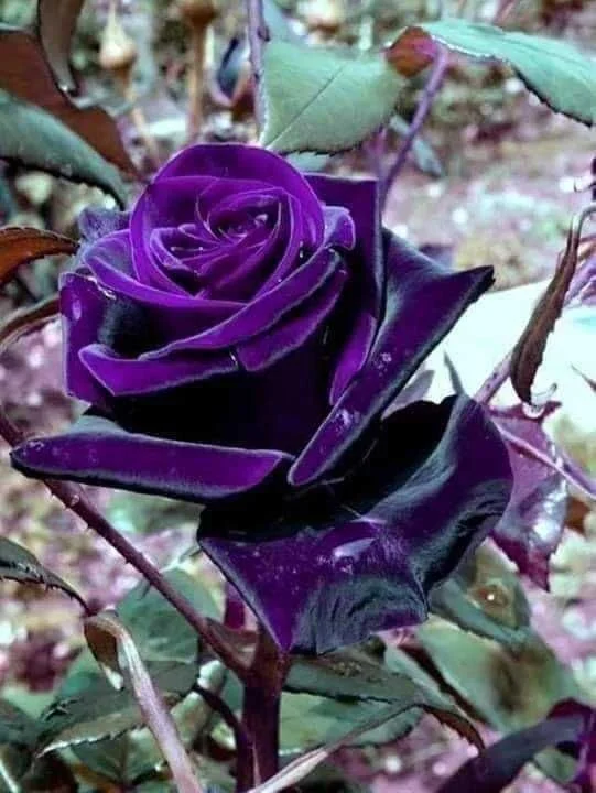 Rare Exotic Dark Purple Rose