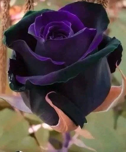 Rare Exotic Dark Purple Rose