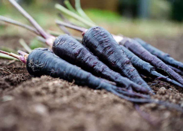 Black Nebula Carrot