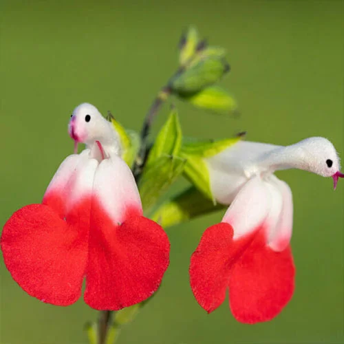 ?New Year special offer ?Salvia microphylla 'Hot Lips'