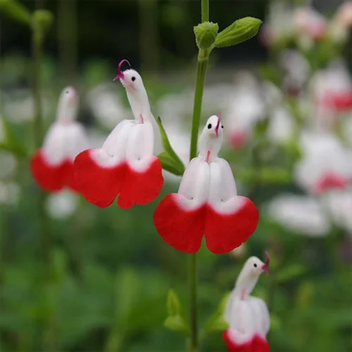 ?New Year special offer ?Salvia microphylla 'Hot Lips'