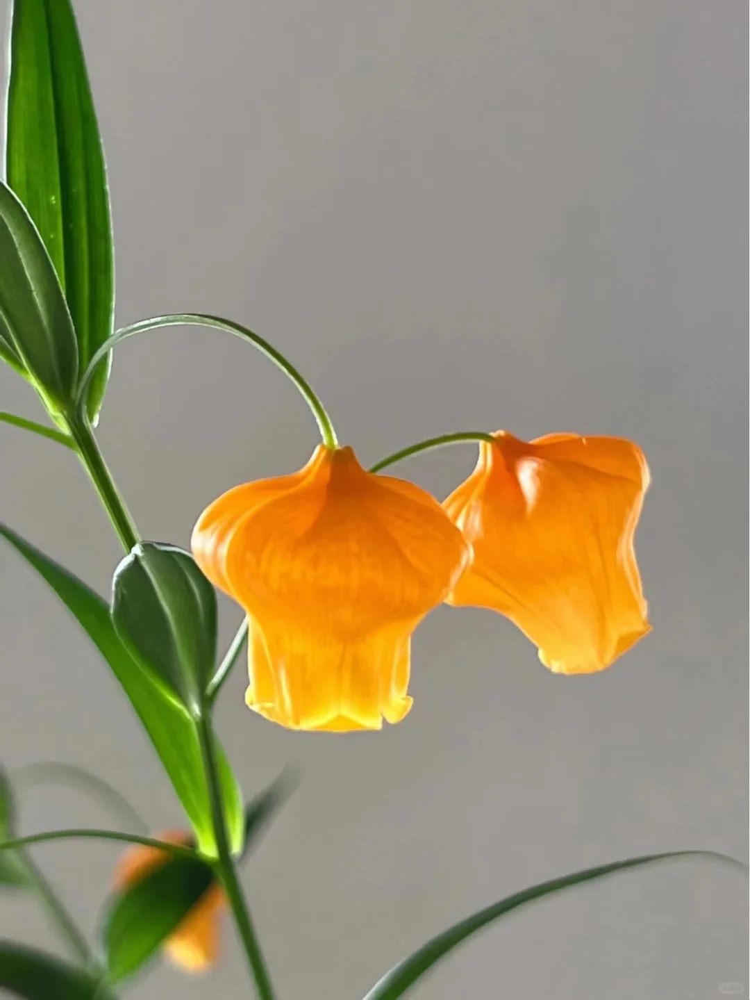 Palace Lantern Lily