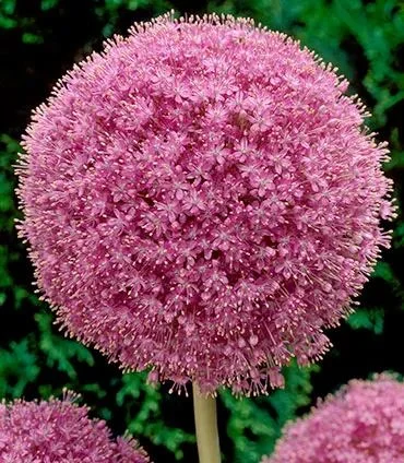 Pink Allium giganteum Twinkling Stars