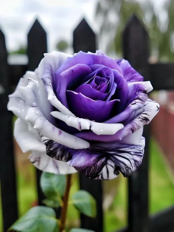 🔥50% de Réduction 🎁⏰Semences de roses rares mélangées