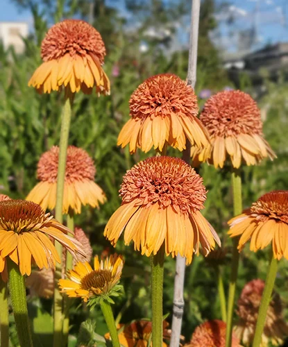 Echinacea 'Supreme Cantaloupe' (Coneflower)
