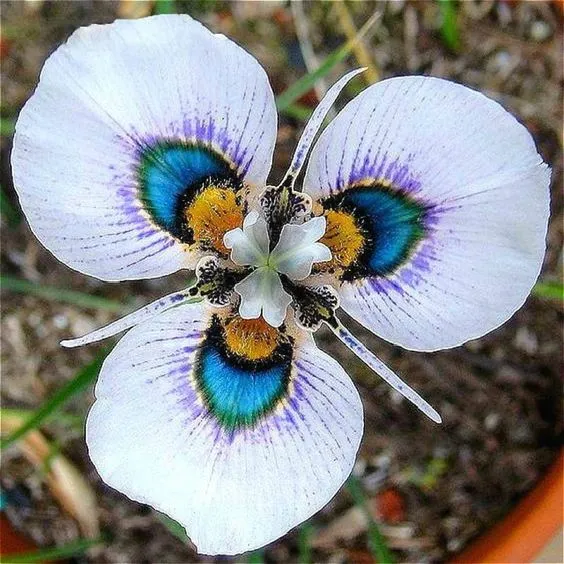 Graines de Moraea peacockii