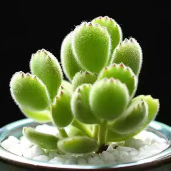 Succulent Bear Claw Plant Bear Boy  Yellow Bear Claw