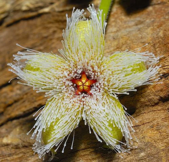 Grandular Star Flower -Rare 'Cactus' Seeds - African Star Flower, Nine Star Perennial