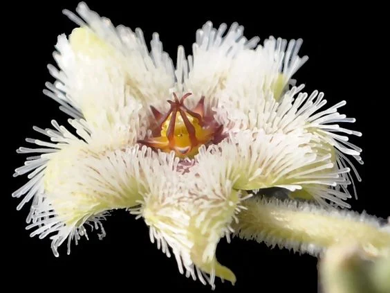 Grandular Star Flower -Rare 'Cactus' Seeds - African Star Flower, Nine Star Perennial