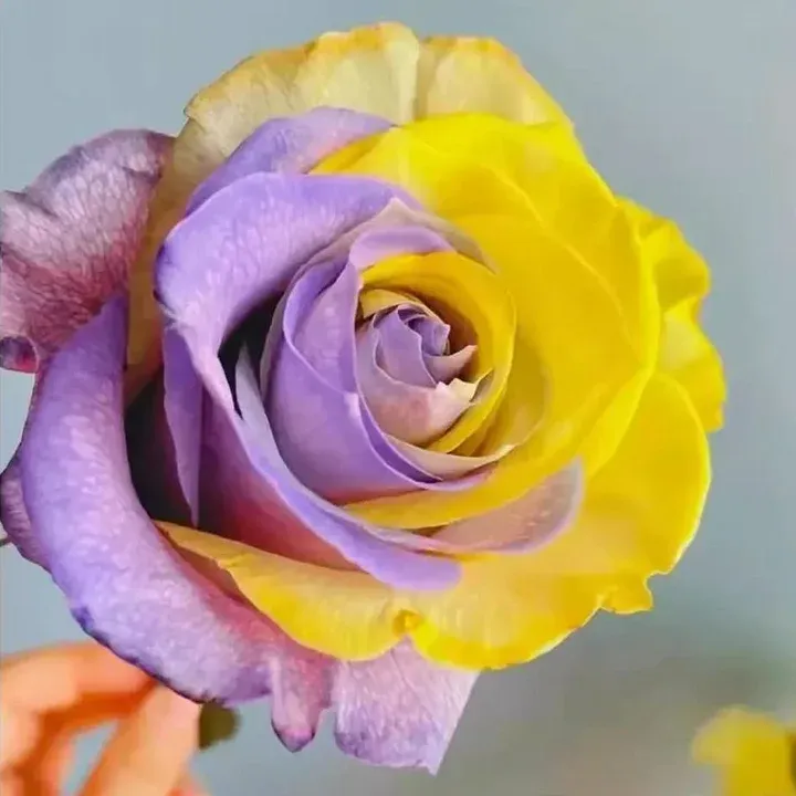 🔥50% de Réduction 🎁⏰Semences de roses rares mélangées