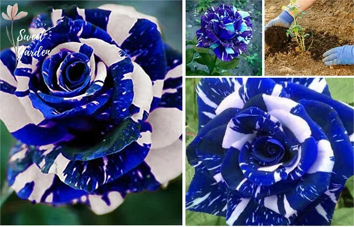 Graines de Rose 'Dragon Bleu'