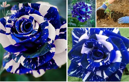 Graines de Rose 'Dragon Bleu'