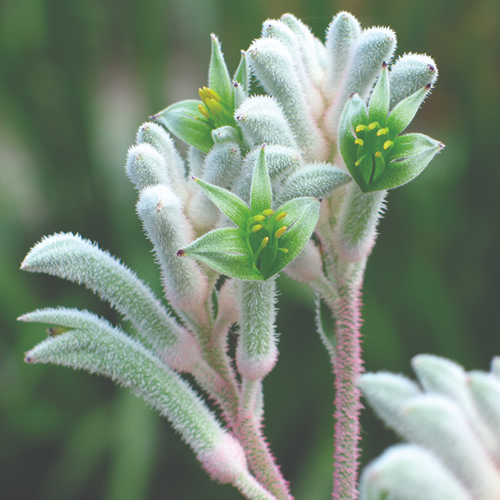 Anigozanthos Bush Diamond - kangaroo paw