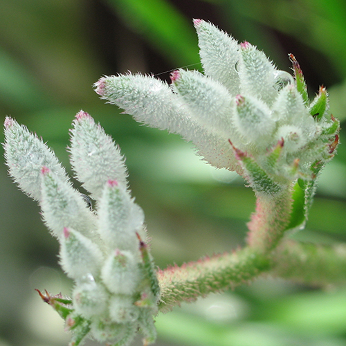 Anigozanthos Bush Diamond - kangaroo paw
