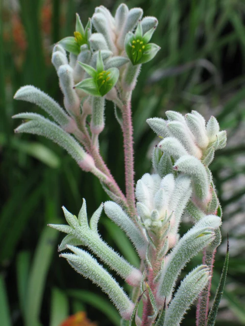 Anigozanthos Bush Diamond - kangaroo paw