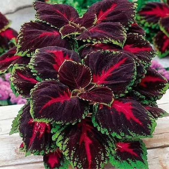 🔥🔥Renouveau du Jardin 💥Coleus blumei - noir bleu