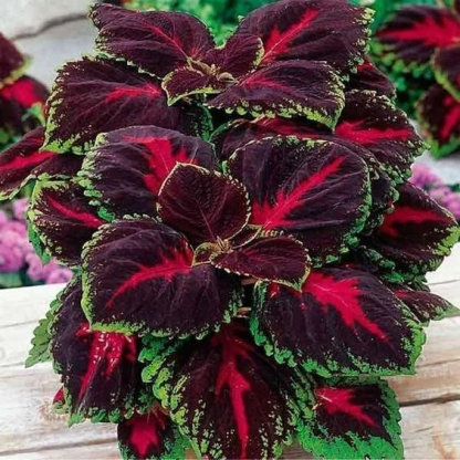 🔥🔥Renouveau du Jardin 💥Coleus blumei - noir bleu