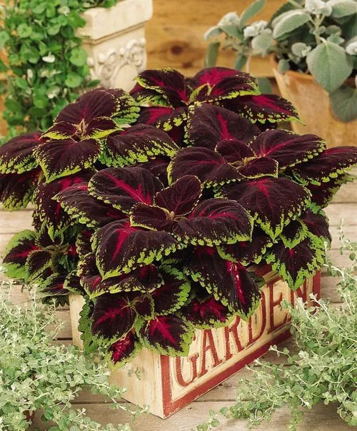 🔥🔥Renouveau du Jardin 💥Coleus blumei - noir bleu