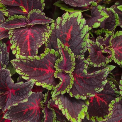 🔥🔥Renouveau du Jardin 💥Coleus blumei - noir bleu