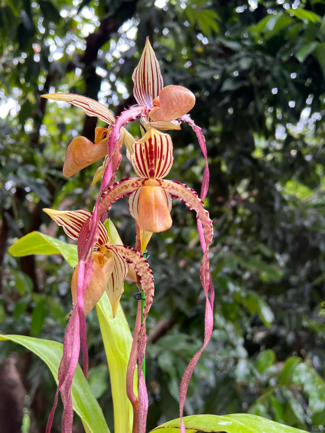 🔥 50% de Réduction 🎁🌈Graines d'orchidées mystérieuses