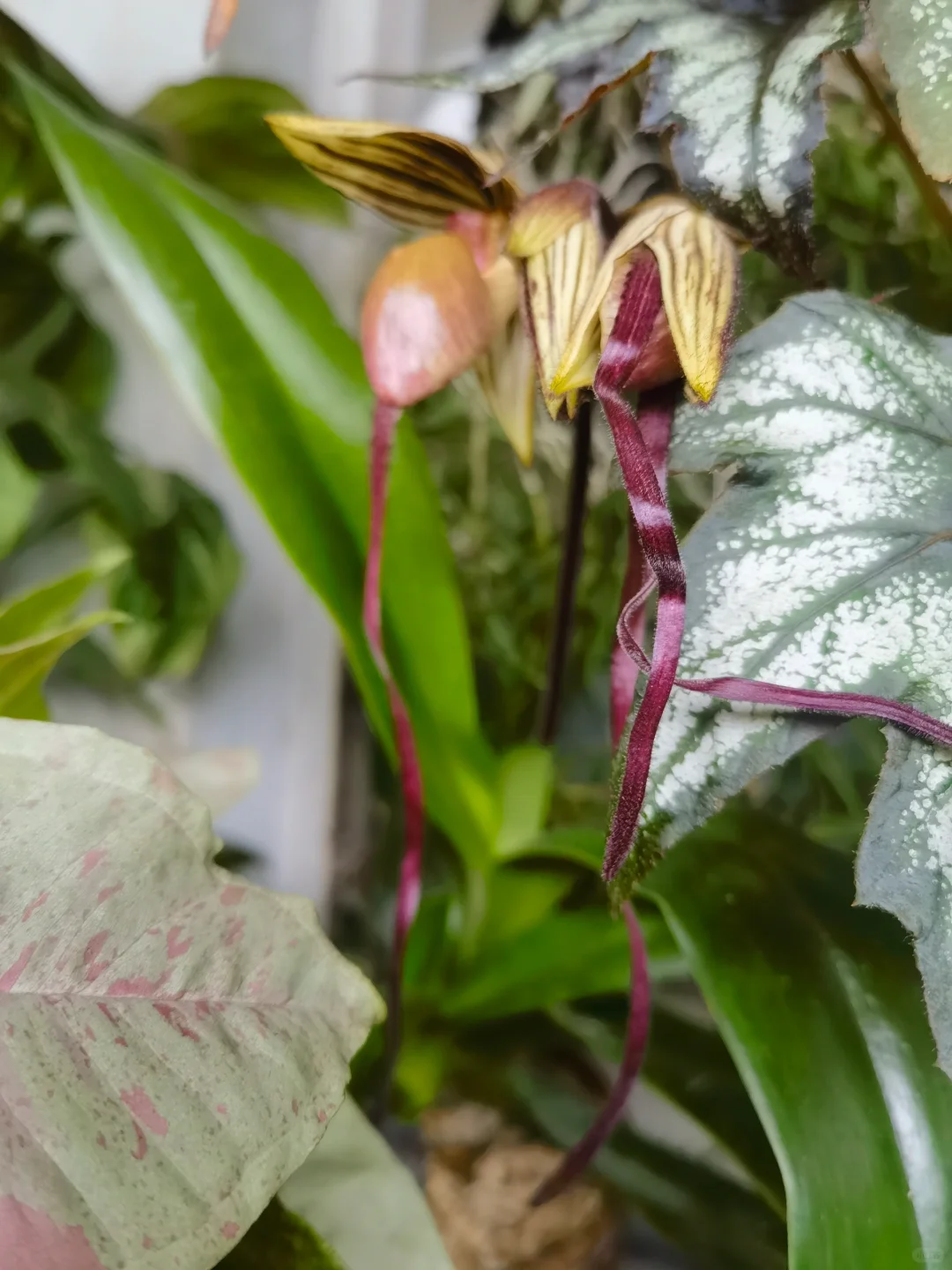 🔥 50% de Réduction 🎁🌈Graines d'orchidées mystérieuses