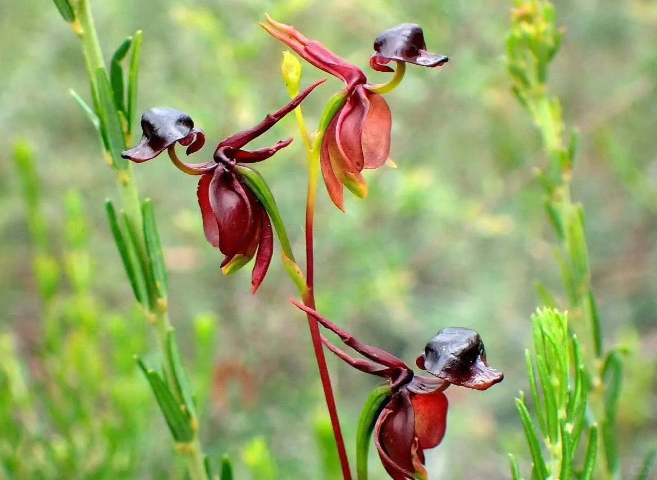 🔥 50% de Réduction 🎁🌈Graines d'orchidées mystérieuses