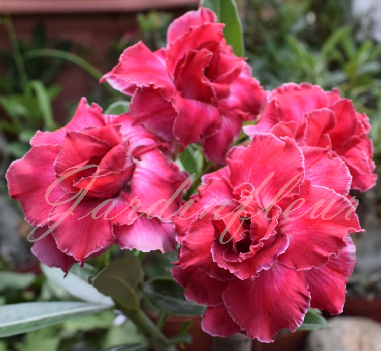 50 % de réduction sur les graines de rose du désert