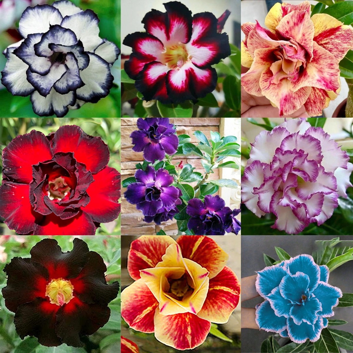 🌵 Bulbes de Rose du Désert - Une Perle Exotique pour Votre Jardin🌸