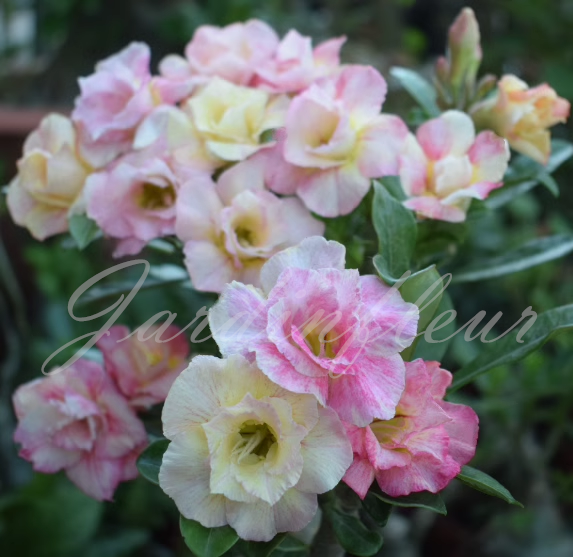 50 % de réduction sur les graines de rose du désert