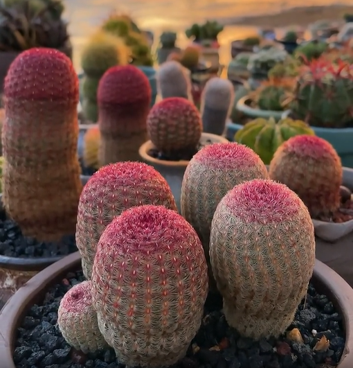 🔥50% de Réduction🌵🌵Graines de Cactus 🌵