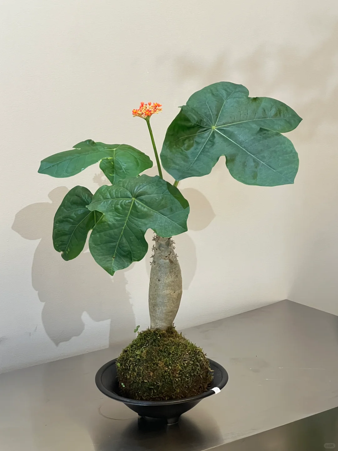 🔥50% de Réduction🌱🌸Graines de Bégonia ventru