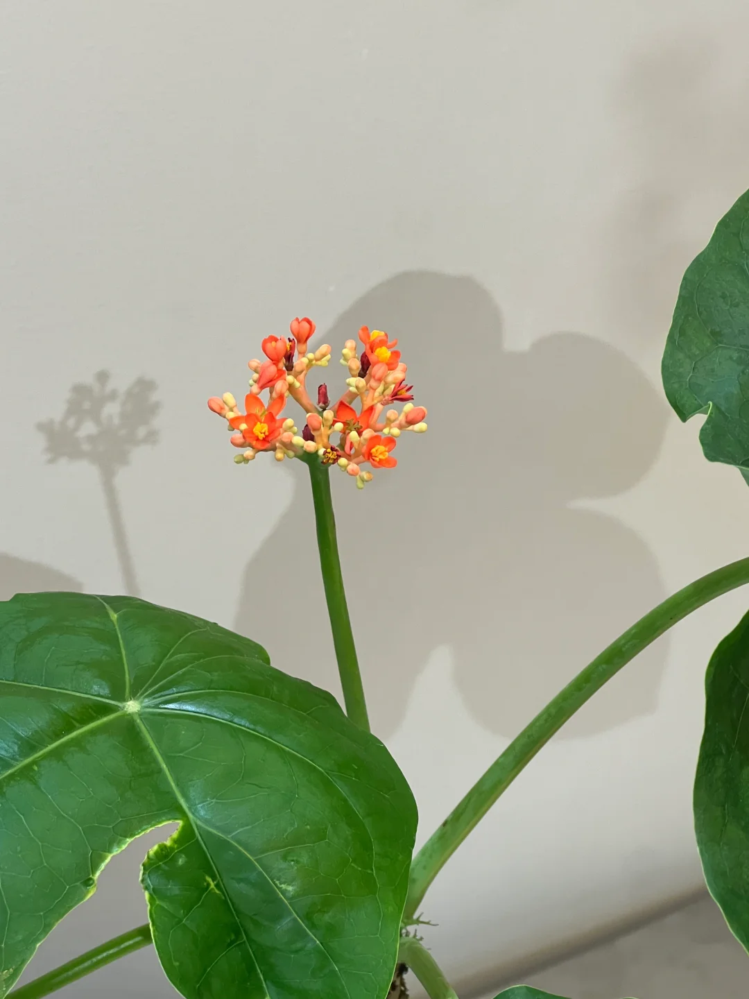 🔥50% de Réduction🌱🌸Graines de Bégonia ventru