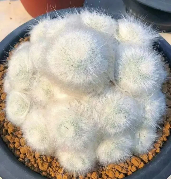 🔥50% de Réduction🌵🌵Graines de Cactus 🌵