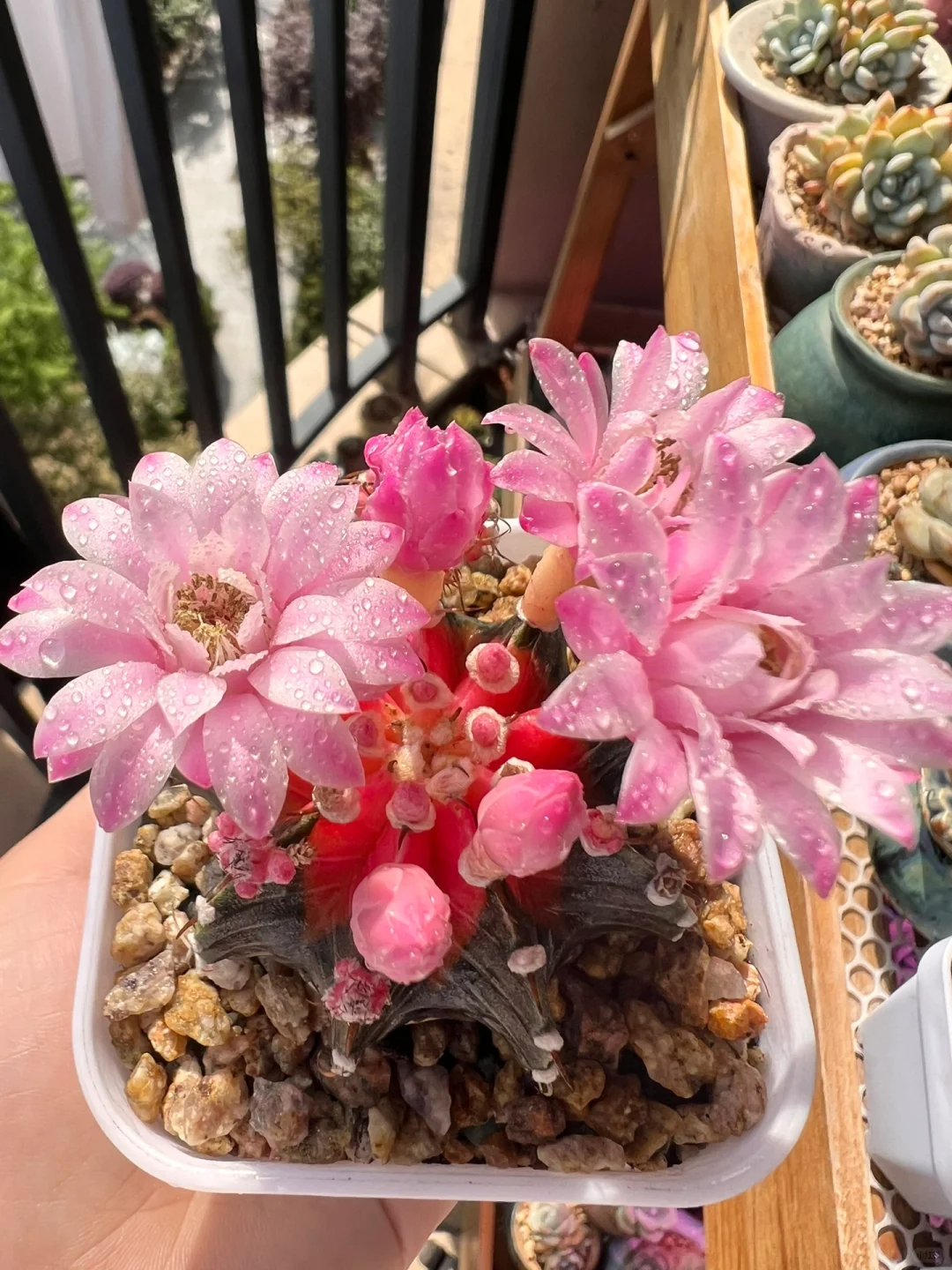 🔥50% de Réduction🌵🌵Graines de Cactus 🌵