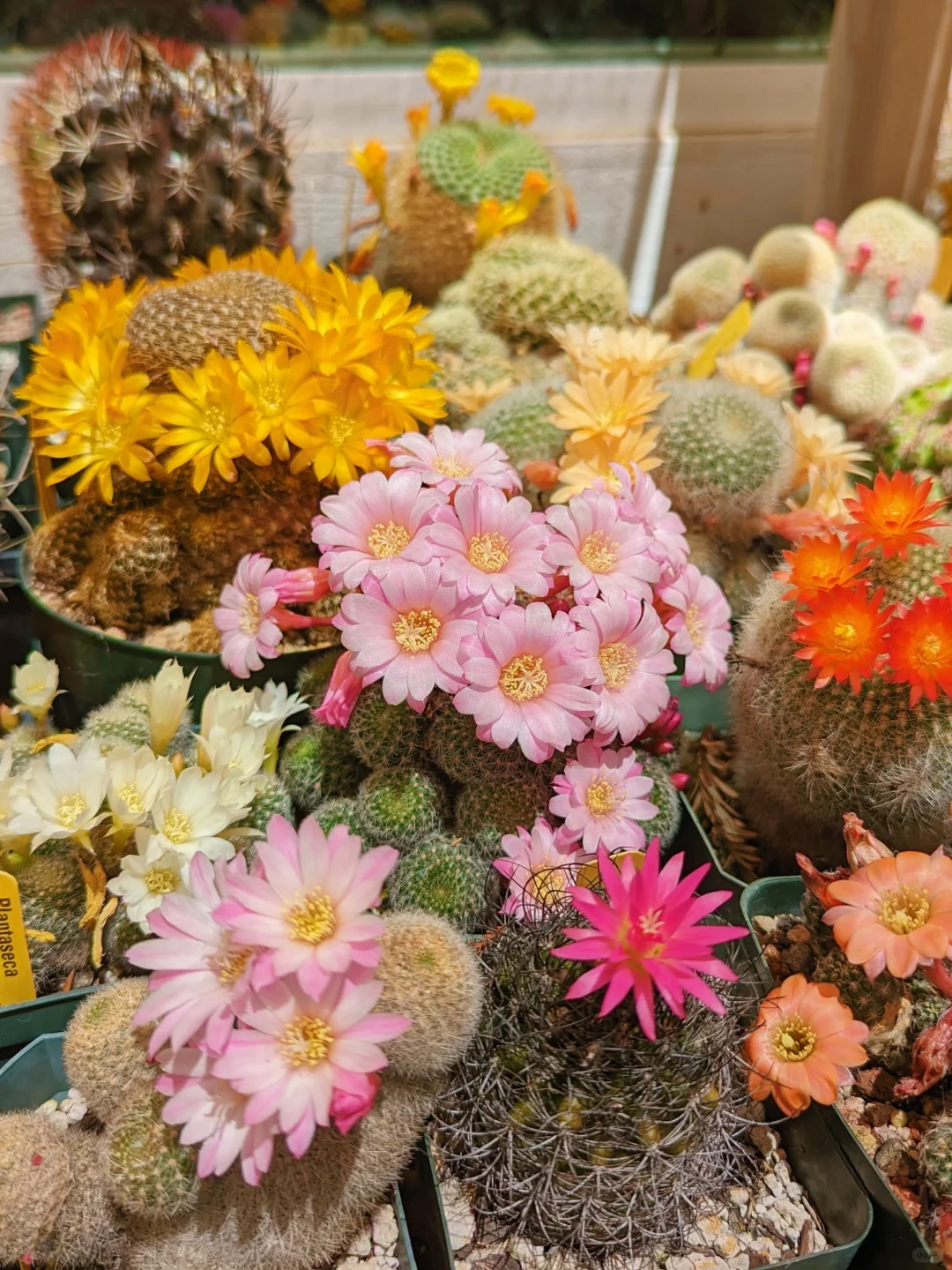 🔥50% de Réduction🌵🌵Graines de Cactus 🌵