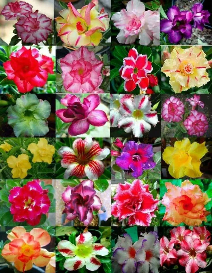 50 % de réduction sur les graines de rose du désert