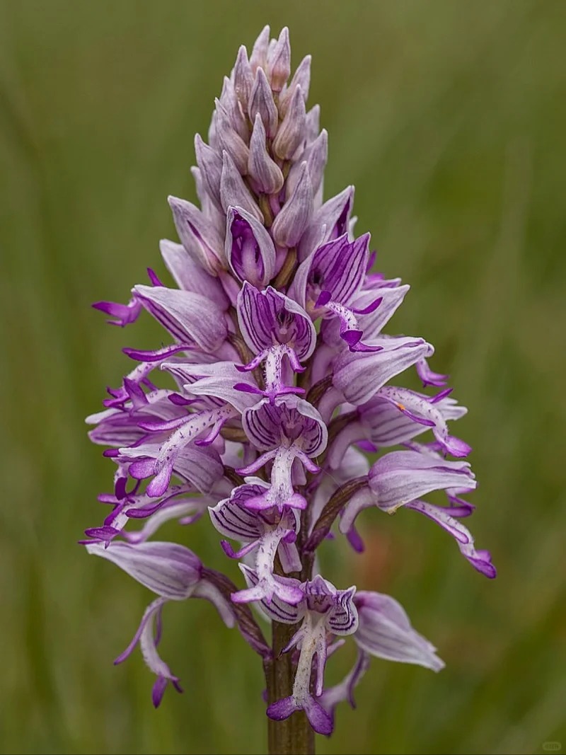Orchis italica Rare Humanoid Orchid Seeds