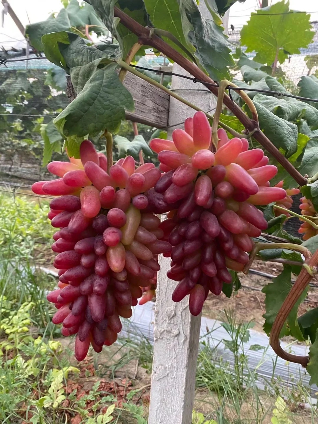 Raisins beauté romantique