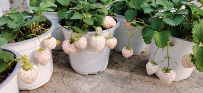 La Perle Blanche des Jardins Français