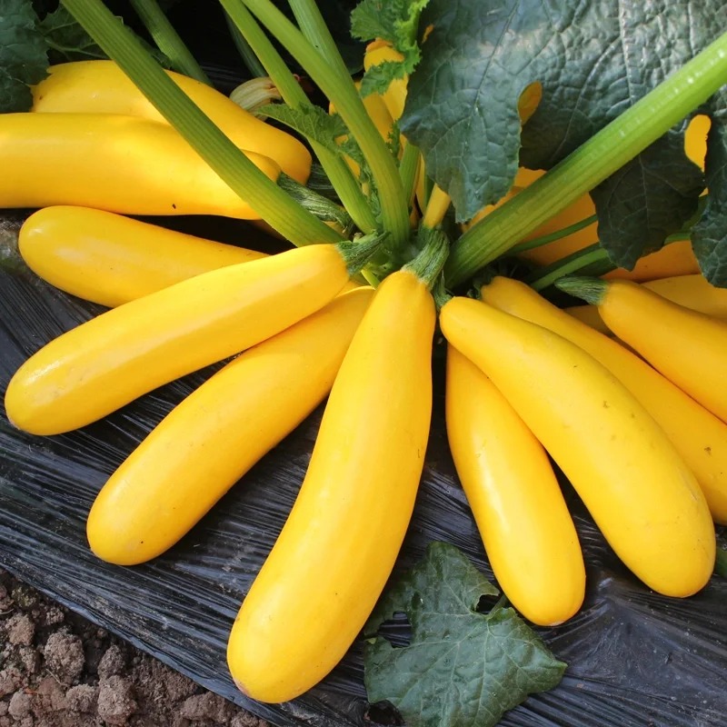 🔥50% de Réduction 🎁⏰Graines De Courgette Banane