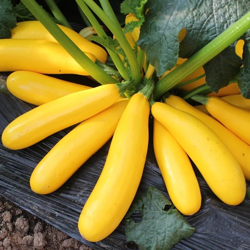 🔥50% de Réduction 🎁⏰Graines De Courgette Banane