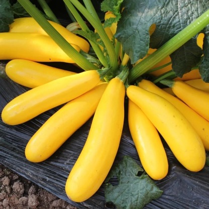 🔥50% de Réduction 🎁⏰Graines De Courgette Banane